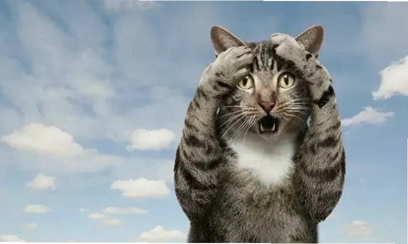 Hình biểu cảm vô tri, ngơ ngác của mèo trong ảnh meme hài