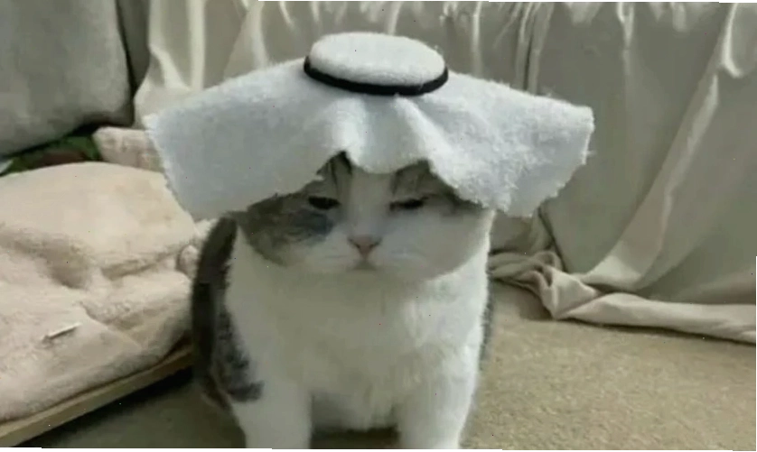 Hình biểu cảm vô tri, ngơ ngác của mèo trong avatar meme hài