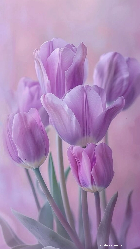 Hình nền hoa tulip tím mơ màng lãng mạn