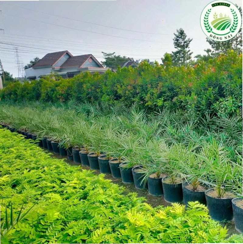 Hố trồng cây chà là được chuẩn bị kỹ lưỡng