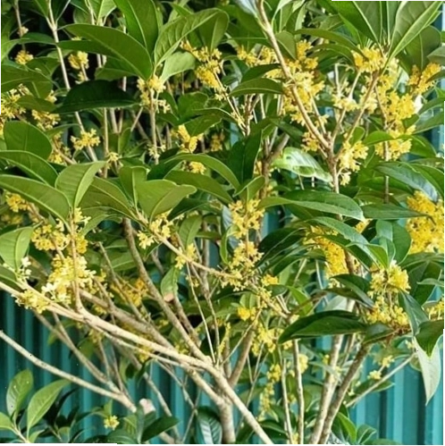 Hoa cây mộc hương với màu vàng rực rỡ