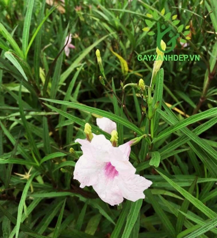 Hoa Chiều Hồng rực rỡ sắc màu