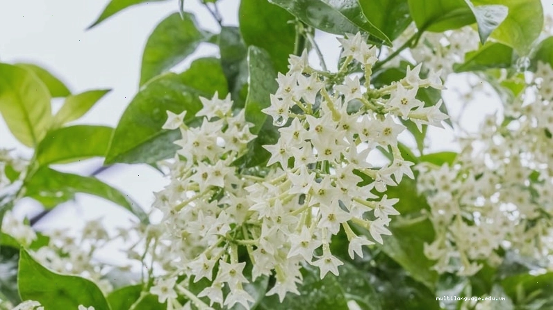 Hoa dạ lý hương với vẻ đẹp tinh tế và hương thơm quyến rũ về đêm