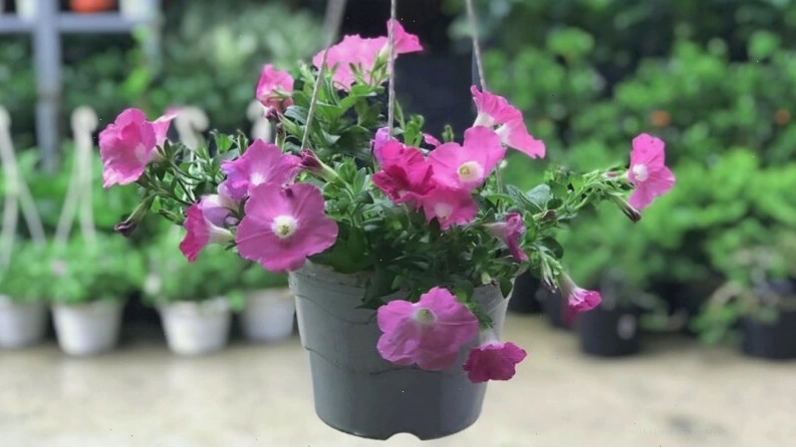 Hoa dạ yến thảo đơn