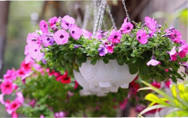 Hoa dạ yến thảo rực rỡ sắc màu cho ban công chịu nắng
