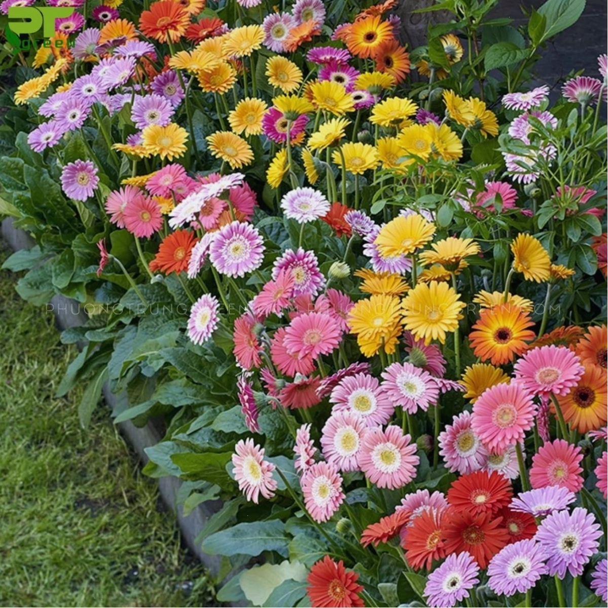 Hoa đồng tiền với nhiều màu sắc rực rỡ