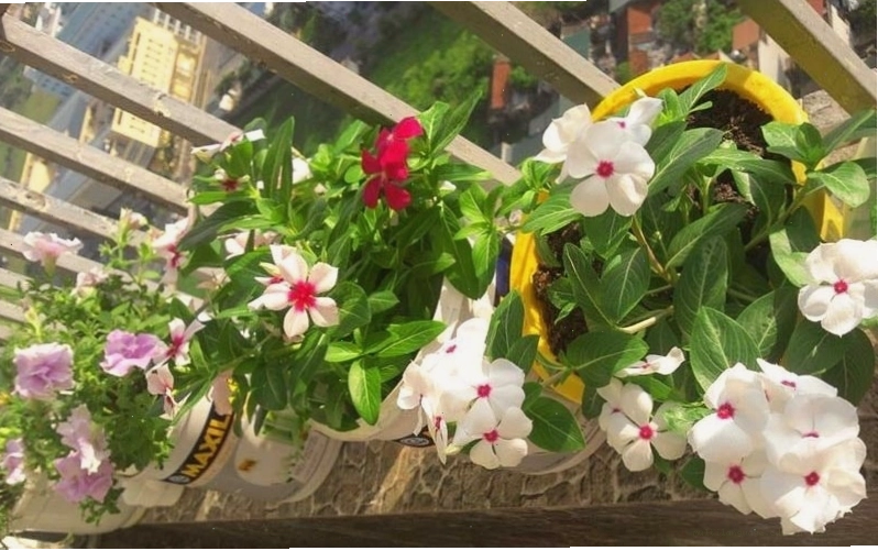 Hoa dừa cạn nở quanh năm trên ban công chịu nắng