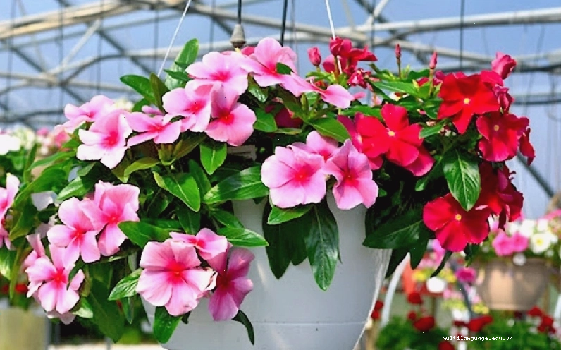 Hoa dừa cạn rủ xuống tạo điểm nhấn duyên dáng