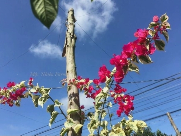 Hoa giấy cẩm thạch với lá màu hồng và gân lá rõ nét