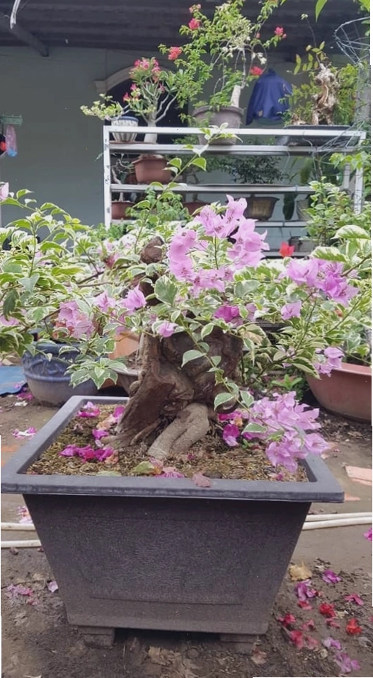 Hoa giấy leo giàn rực rỡ, tạo nên bức tường hoa ấn tượng