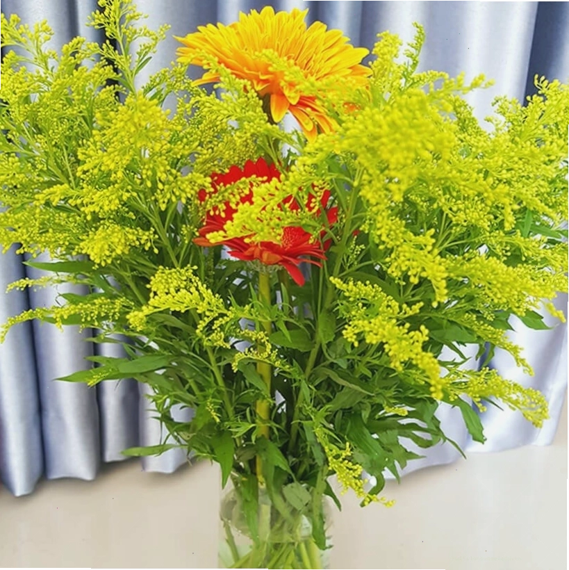 Hoa hoàng anh mang ý nghĩa may mắn và tình yêu thương