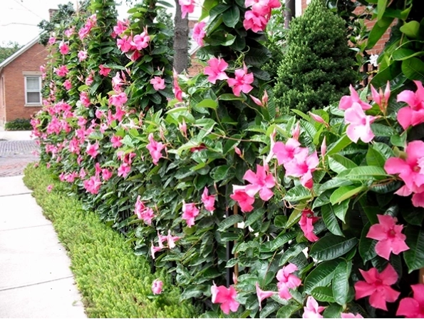 Hoa hồng anh (huỳnh anh) với sắc vàng tươi tắn