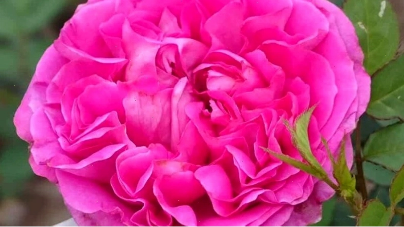 Hoa hồng cổ Sapa có tên khoa học là Rosa tunquinensis Crep với sắc hồng phấn dịu dàng