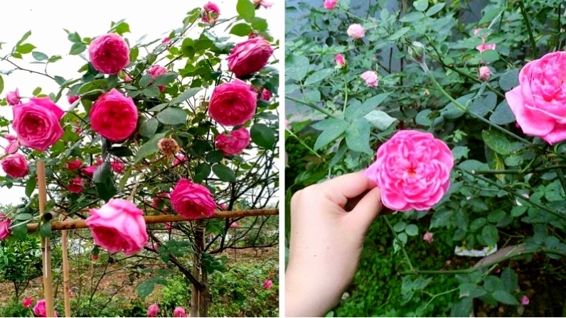 Hoa hồng cổ Sapa thường được trồng làm hàng rào hoặc cổng nhà