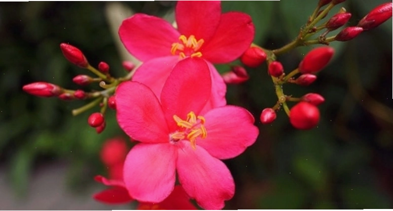 Hoa Hồng Mai với sắc cánh màu hồng nhạt
