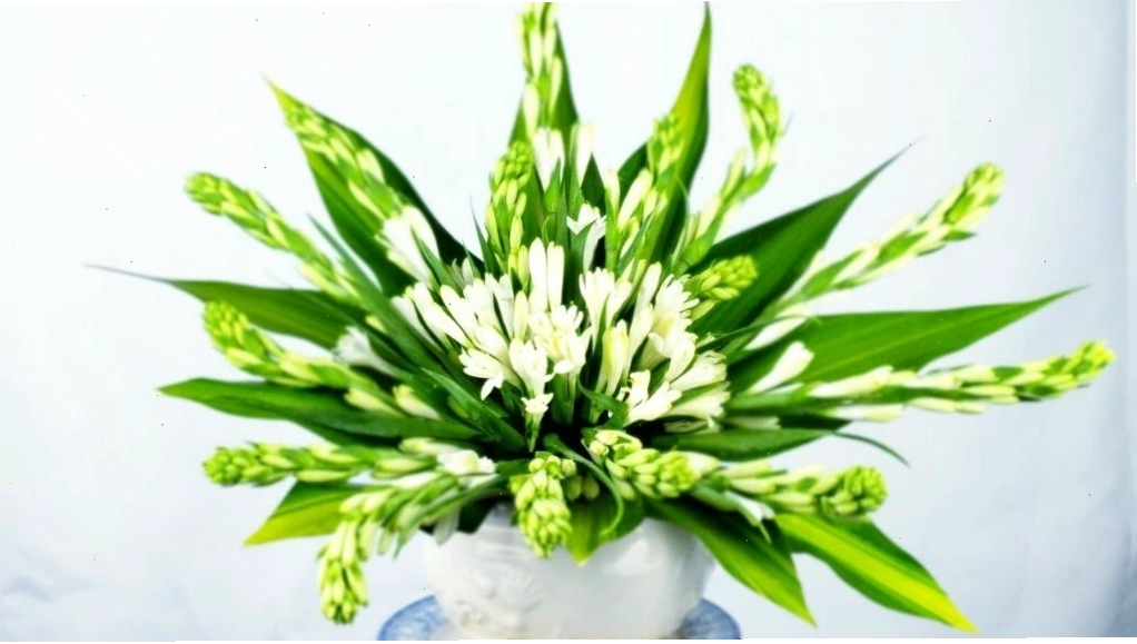 Hoa huệ trắng và ý nghĩa tượng trưng