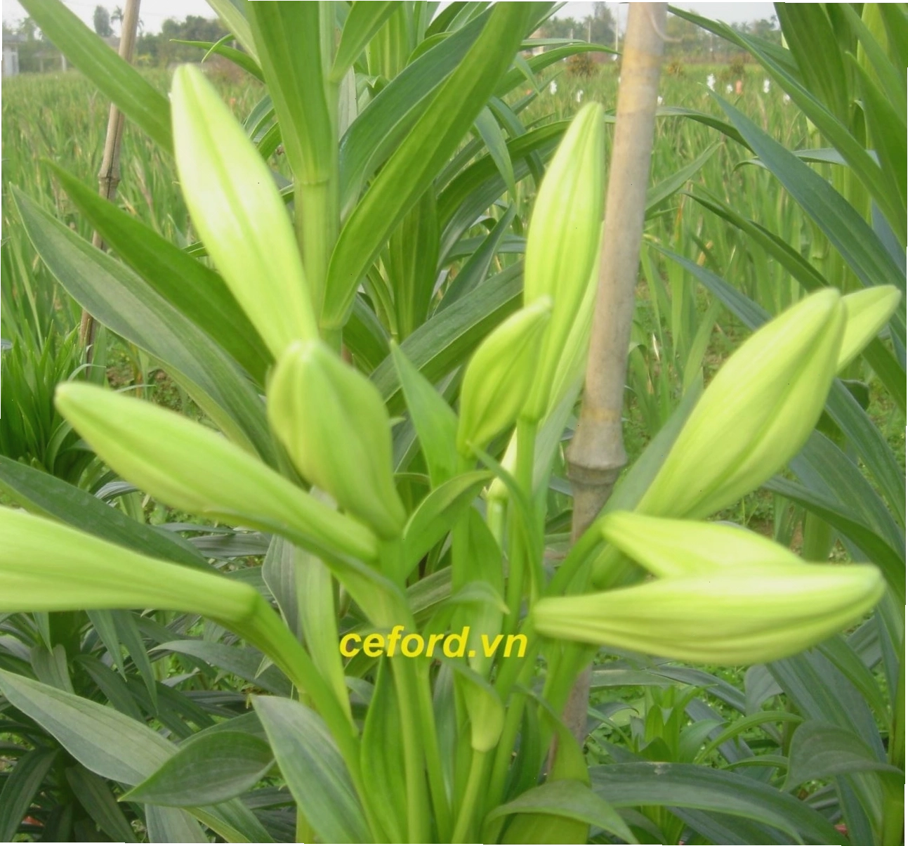 Hoa loa kèn Tứ Quý LK-01