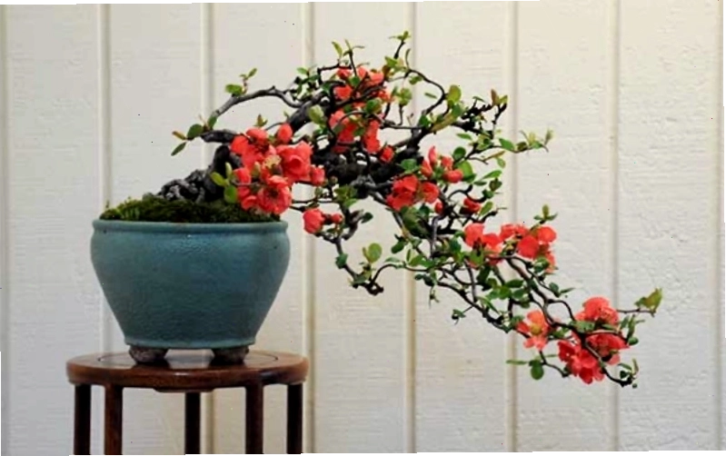 Hoa mai đỏ rực rỡ