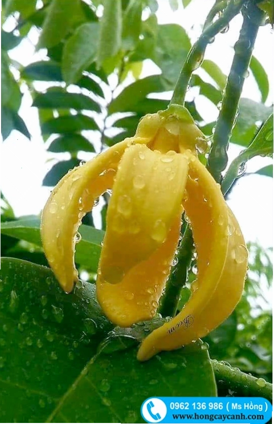 Hoa móng rồng chín có màu vàng đậm và hương thơm