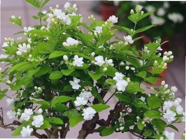 Hoa nhài ta cánh kép đẹp mắt