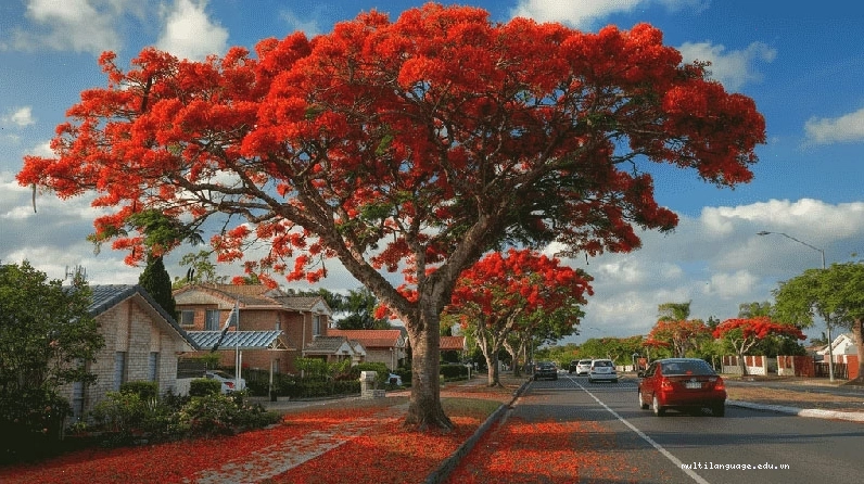 Hoa phượng có 5 cánh, mép cánh hơi nhăn