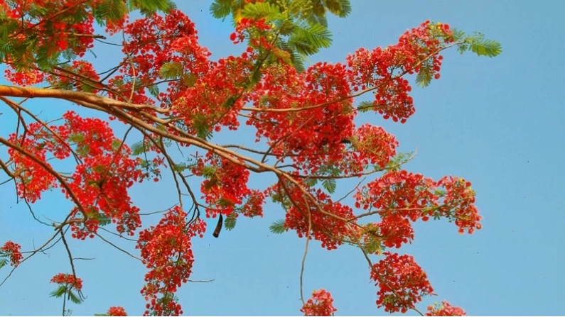 Hoa phượng nở đỏ rực báo hiệu hè đến