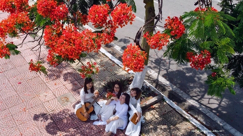 Hoa phượng thường được gọi là hoa học trò