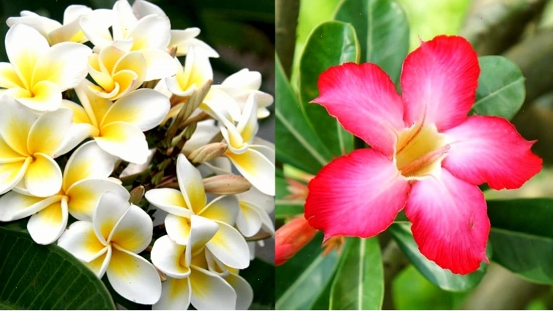 Hoa sứ với hai màu trắng và hồng đỏ phổ biến
