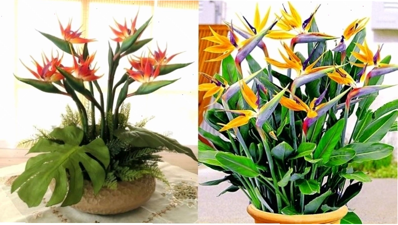 Hoa thiên điểu rất linh động và phù hợp với nhiều phương pháp cắm hoa