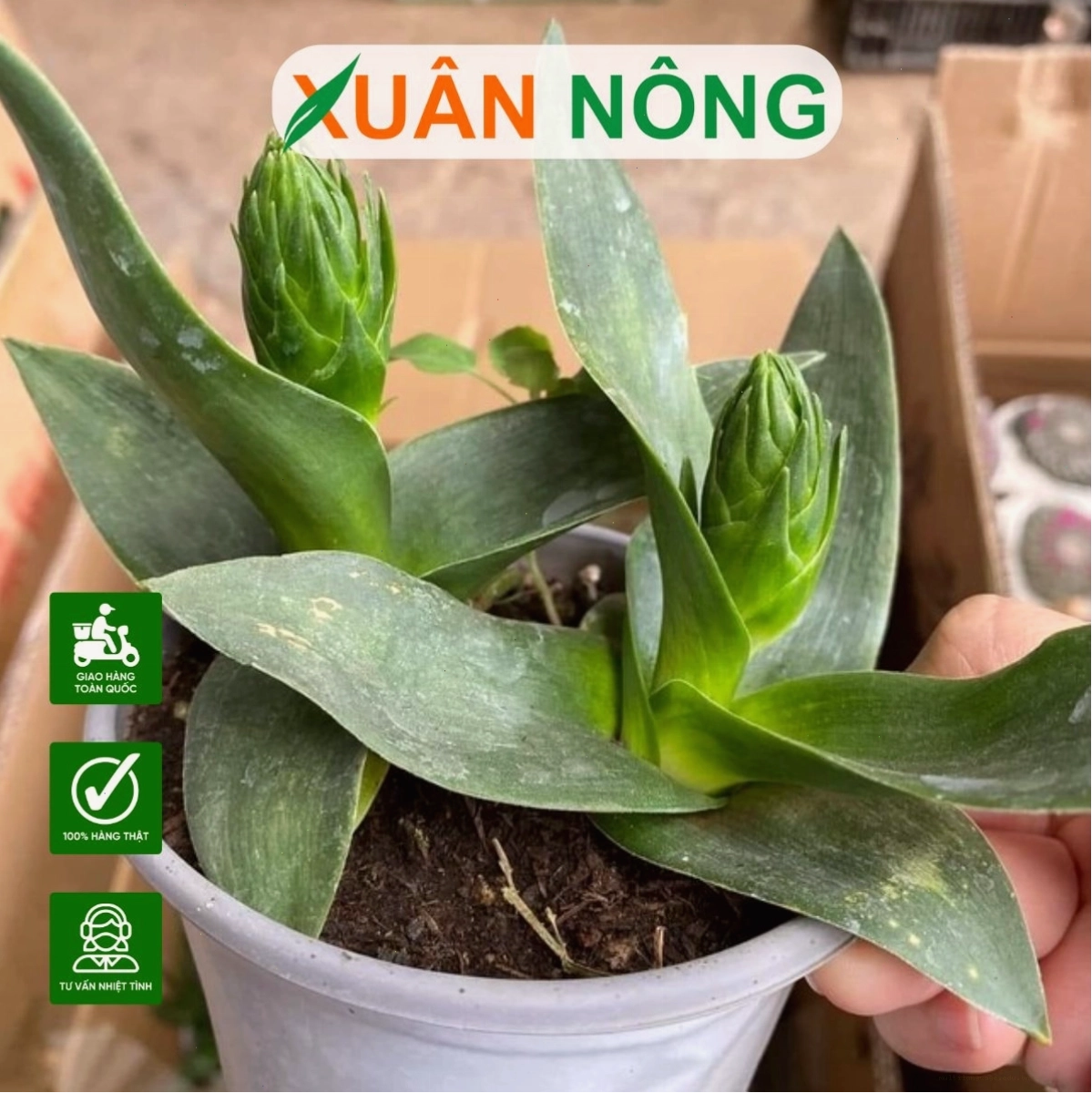 Hoa thiên nga mắt ngọc với cánh màu xanh dịu dàng và nhụy hoa nổi bật