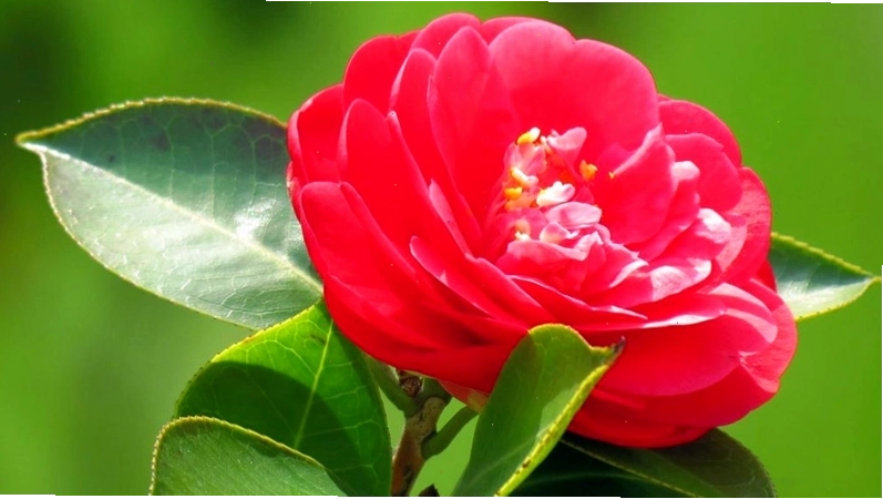 Hoa trà mi khoe sắc đỏ thắm
