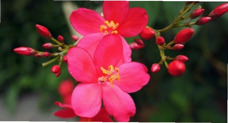 Hồng Mai với sắc hoa đỏ hoặc hồng đào duyên dáng