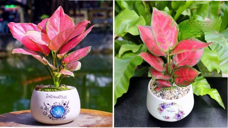 Hồng phát lộc mang ý nghĩa may mắn