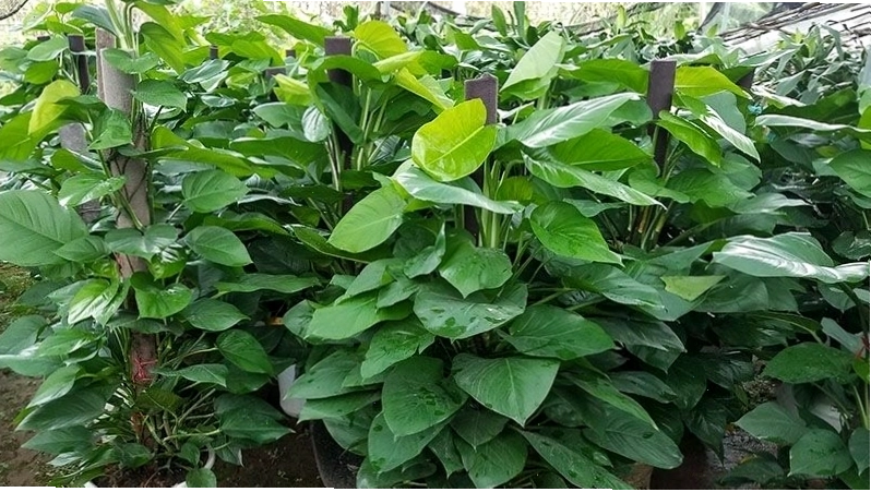 Hướng dẫn cách chăm sóc cây Vạn Niên Thanh tại nhà