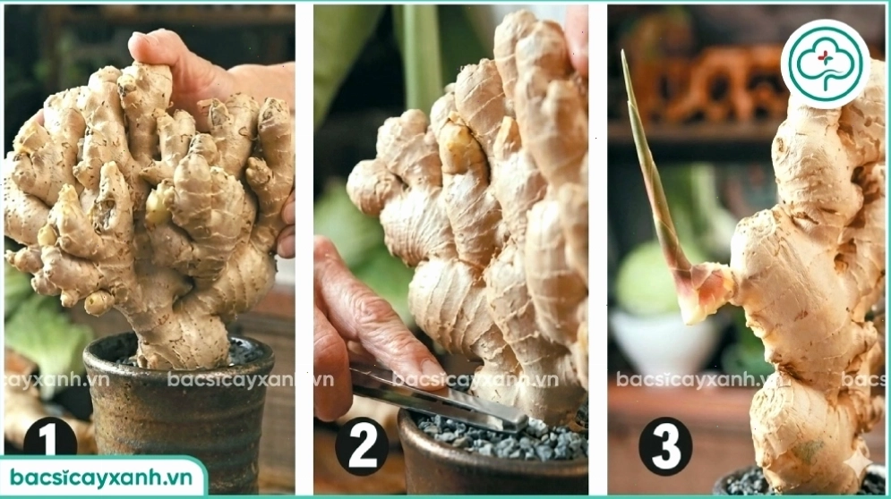 Hướng dẫn cách trồng gừng bonsai đẹp mắt