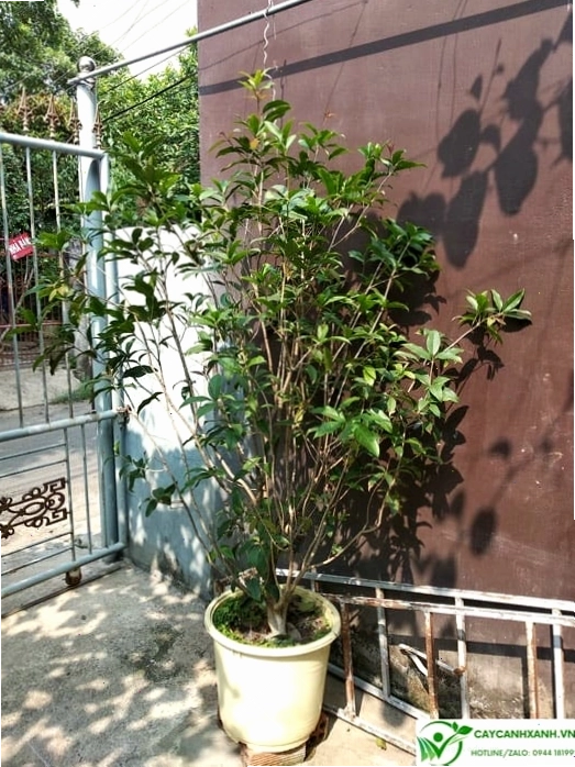 Hướng dẫn cắt tỉa và tạo dáng cho cây mộc hương