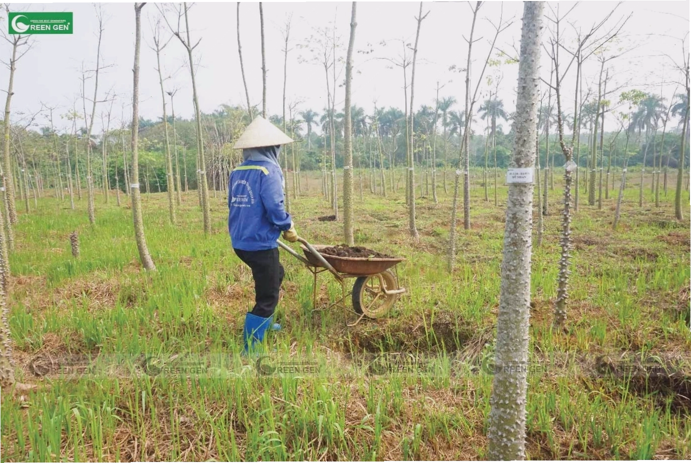 Hướng dẫn chăm sóc cây xanh vào mùa khô để đảm bảo sức sống