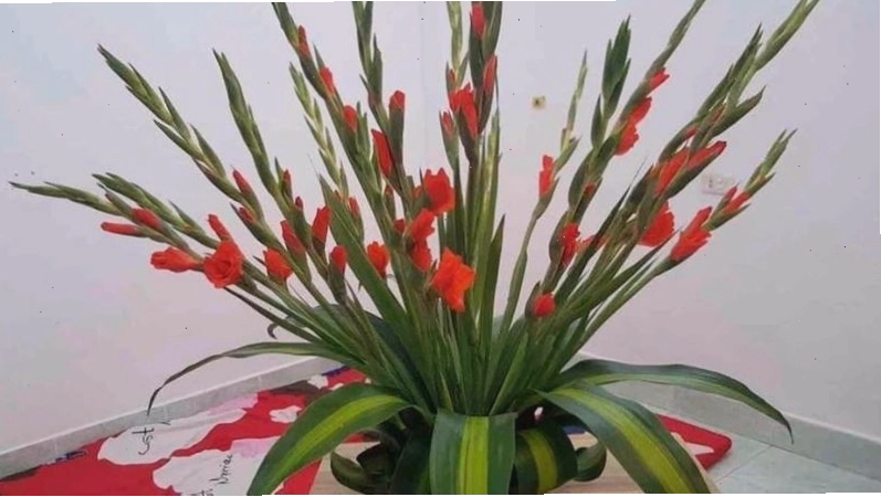 Hướng dẫn mẹ cách cắm hoa lay ơn với xốp 1 mặt
