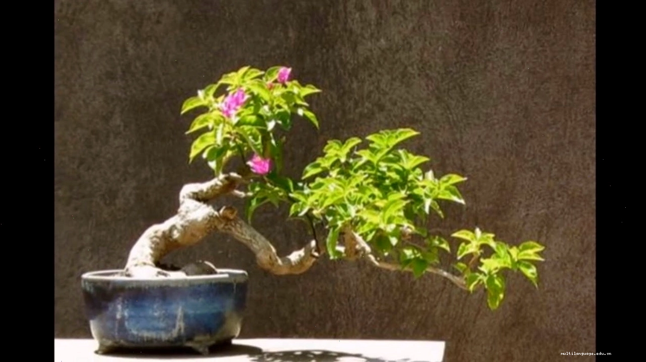 Hướng dẫn trồng và tạo dáng cây hoa giấy từ nhỏ