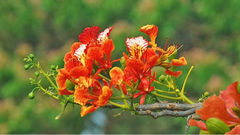 Khi phượng sắp ra hoa thì phải tăng cường bón phân