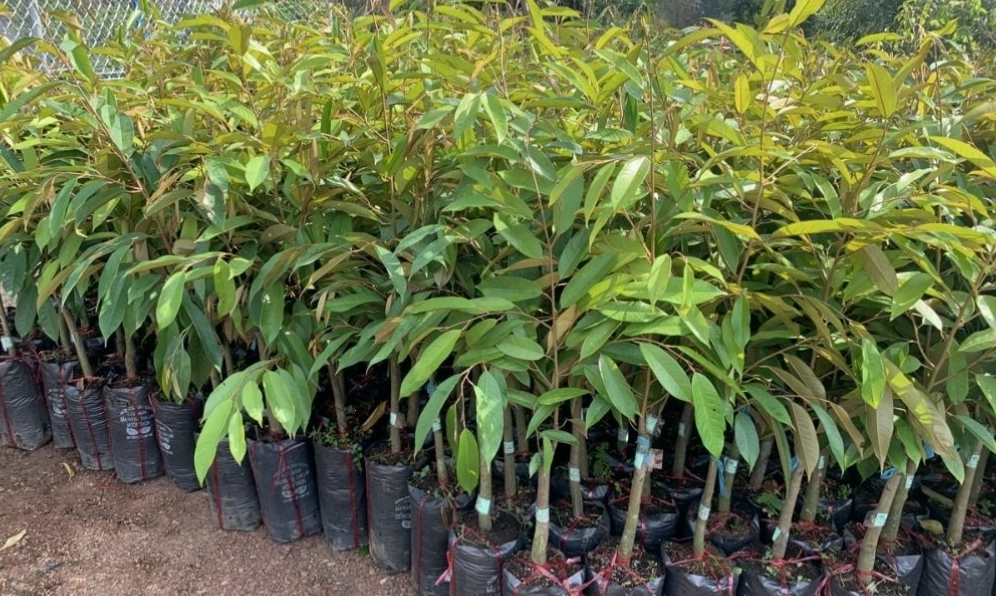 Khoảng cách trồng hợp lý giúp cây sầu riêng phát triển tốt