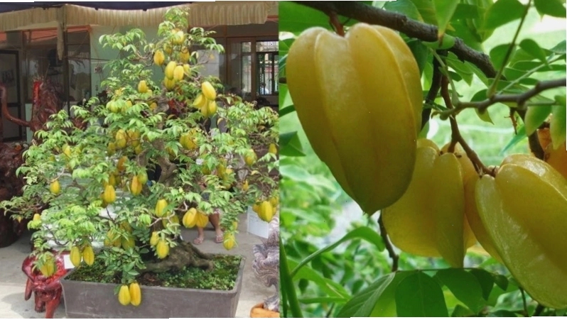 Không nên trồng cây khế ngay trước cửa nhà