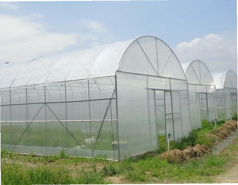 Khu vực trồng rau trong nhà kính với hệ thống giàn và tưới tiêu tự động