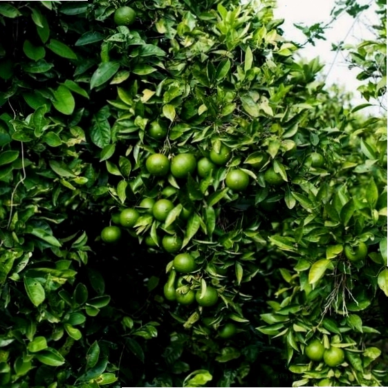 Khu vườn trồng cây cam