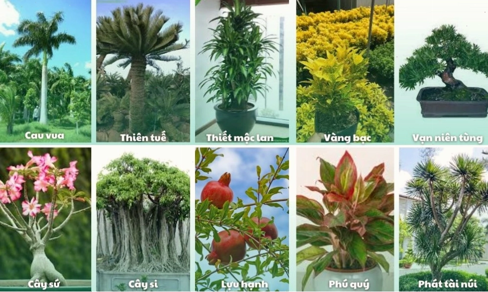 Khu vườn xanh mát với nhiều loại cây cảnh sân vườn khác nhau