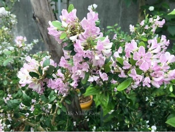 Kiểm tra lá cây lãnh sam định kỳ để phát hiện sâu bệnh
