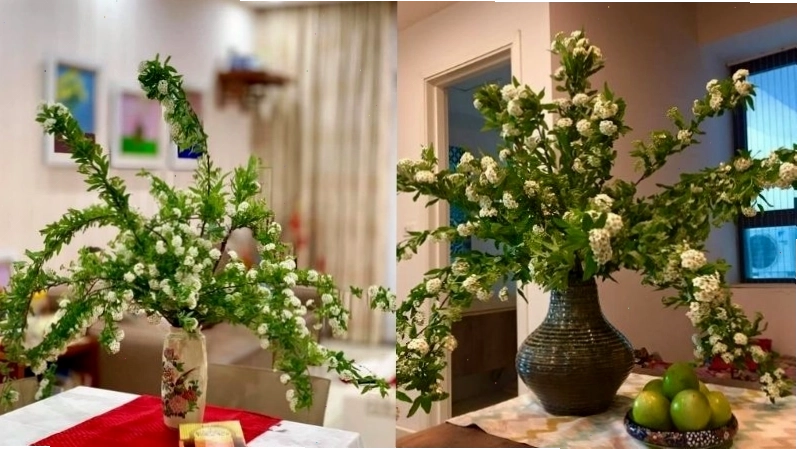 Kiểu cắm hoa tiểu tú cầu xòe trang trí phòng khách