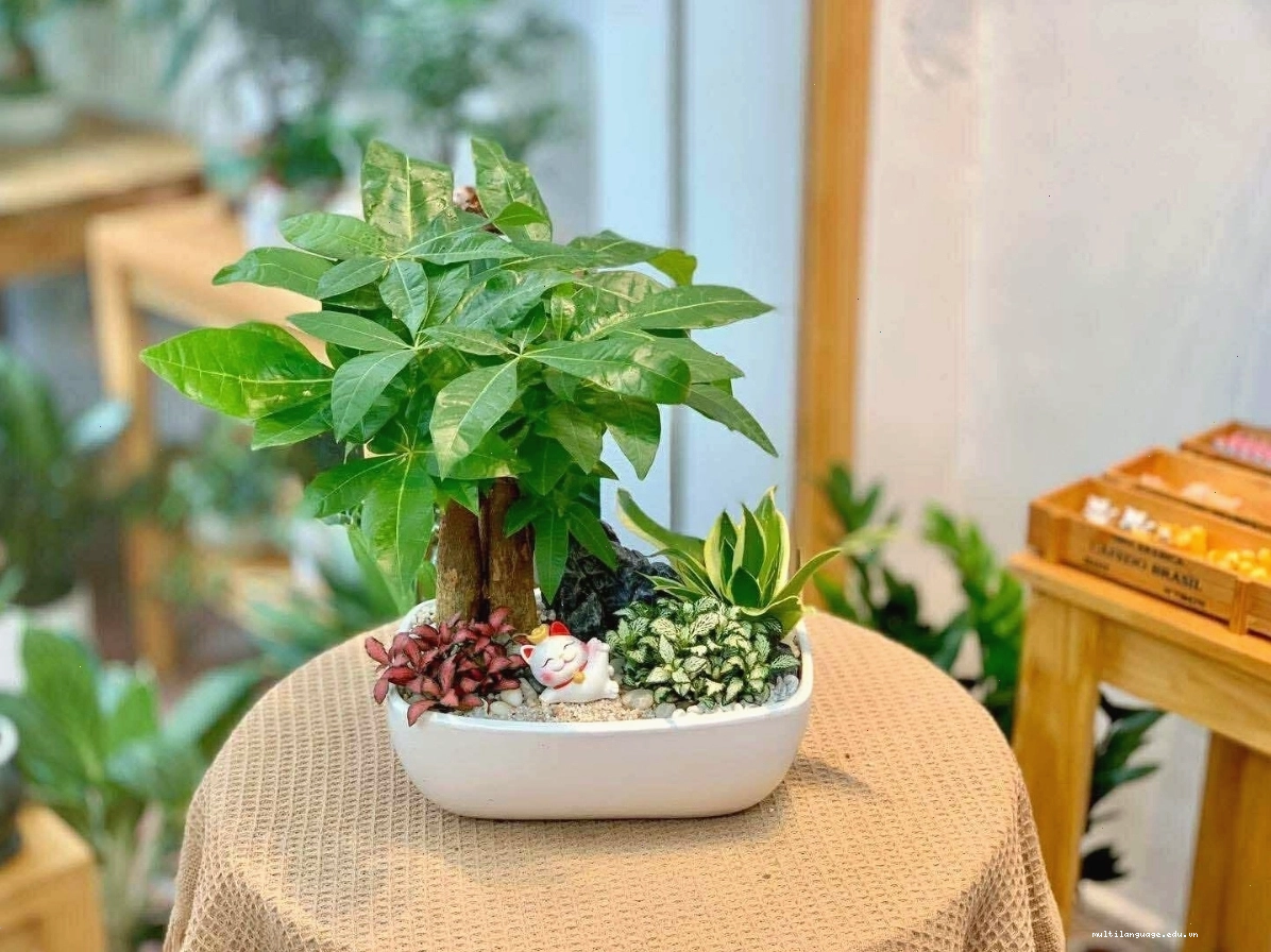 Kim ngân xoắn thịnh vượng tăng năng lượng tích cực cho mệnh Mộc