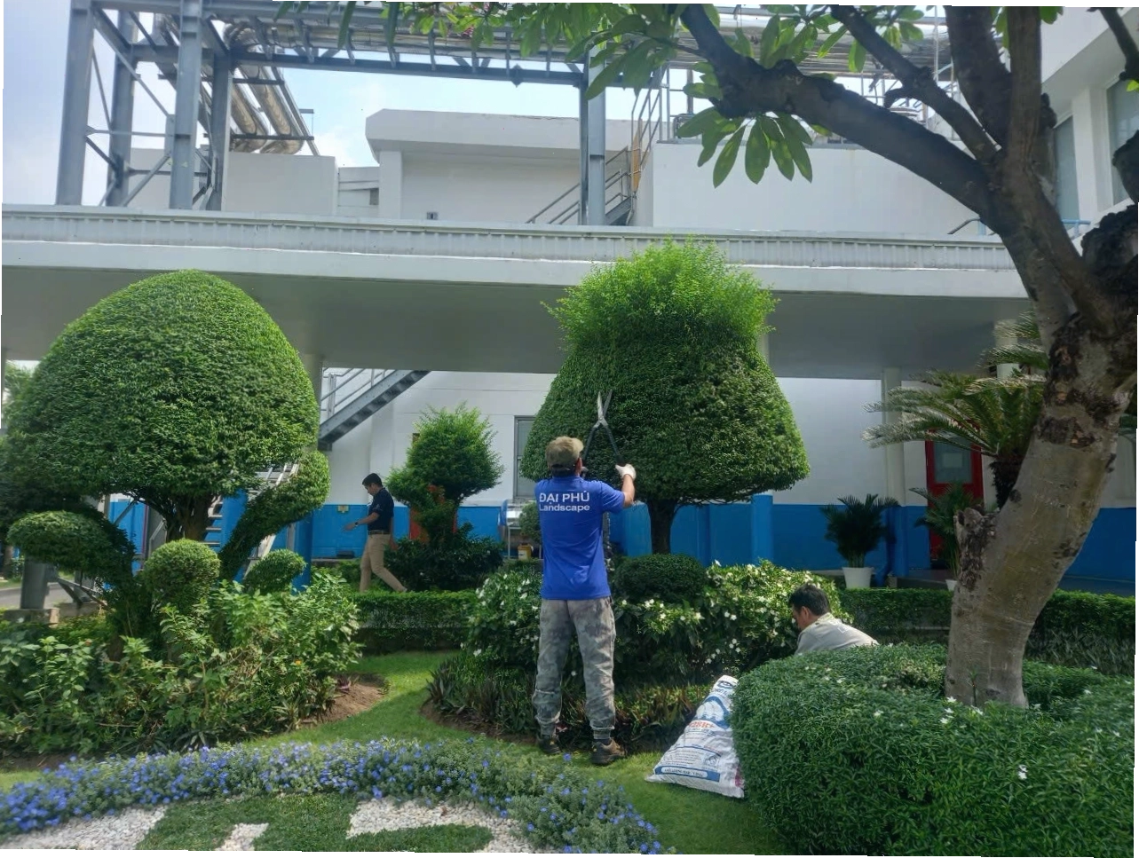 Kỹ thuật chăm sóc cây cảnh trồng chậu ngoài trời