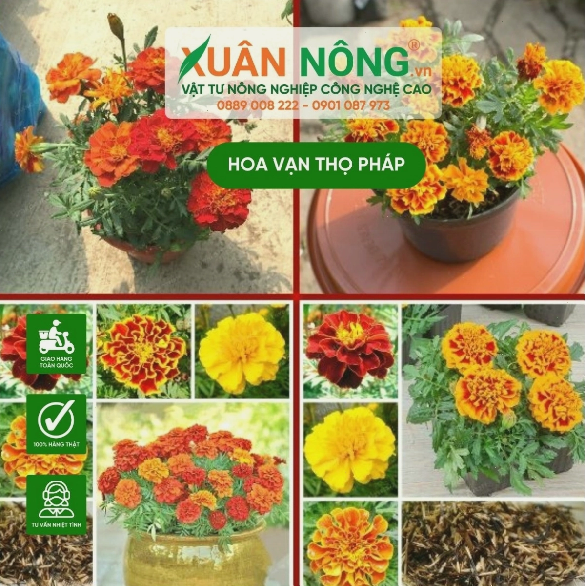 Kỹ thuật chăm sóc hoa vạn thọ pháp ra hoa rực rỡ